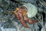 Enlarged Image of 'Coenobita perlatus'