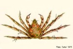 Enlarged Image of 'Camposcia sp1'
