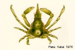 Enlarged Image of 'Huenia GP84'