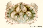 Enlarged Image of 'Aethra scruposa'