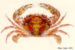 What Am I? Click to display answer!