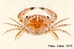 Enlarged Image of 'Thalamita coeruleipes'