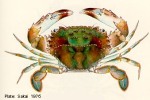 Enlarged Image of 'Thalamita crenata ?ID'