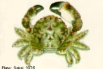 Enlarged Image of 'Cymo JUff-172 ?melanodactylus'