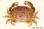 Enlarged Image of 'Daira perlata'