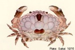 Enlarged Image of 'Euxanthus melissa'