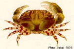 Lydia annulipes