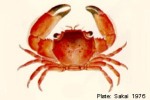 Trapezia speciosa