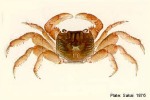 Geograpsus lividus