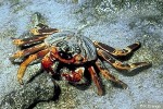 Enlarged Image of 'Grapsus tenuicrustatus'