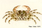 Enlarged Image of 'Pachygrapsus plicatus'