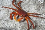 Enlarged Image of 'Sesarma rotundatum'