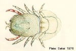 Enlarged Image of 'Cryptochirus coralliodytes'
