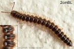 Enlarged Image of 'Oxidus gracilis'