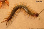 Yellow-brown Centipede (Scolopendra QQyellow)
