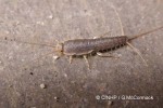 Common Silverfish (Lepisma saccharina QQnr)