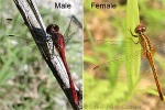 Small Red-body Dragonfly (Diplacodes bipunctata)
