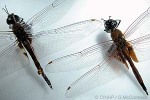 Mountain Dragonfly (Tramea transmarina)