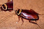 Enlarged Image of 'Periplaneta australasiae'
