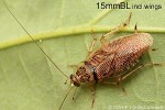 Enlarged Image of 'Balta notulata'