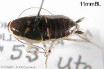 Enlarged Image of 'Lobopterella dimidiatipes'