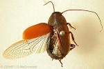 Enlarged Image of 'Diploptera punctata'