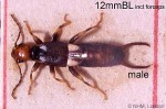 Chief Earwig (Marava arachidis)