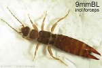 Enlarged Image of 'earwig QQPM416'
