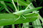 Katydid (Euconocephalus roberti)