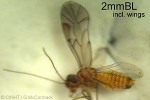 Ectopsocus californicus