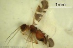 PsocopteraQQPM365a