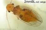 Enlarged Image of 'PsocopteraQQPM382a'