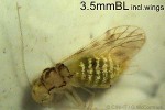 PsocopteraQQPM382b