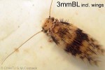 Bark Louse (PsocopteraQQPM382c)