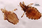 Pig Louse (Haematopinus suis)