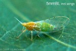 Hibiscus Psyllid (Mesohomotoma hibisci)