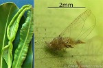 Enlarged Image of 'Leptynoptera sulfurea'