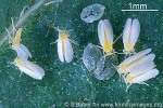 Silverleaf Whitefly (Bemisia argentifolii)
