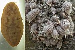 Enlarged Image of 'Dysmicoccus boninsis'