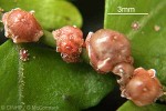 Pink Wax-scale (Ceroplastes rubens)