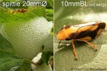 Mangaia Spittlebug (Lallemandana QQMG)