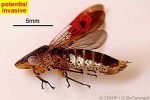 Enlarged Image of 'Homalodisca coagulata'