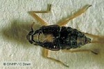 Taro Leafhopper (Tarophagus proserpina)