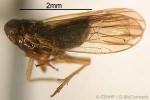 Enlarged Image of 'Delphacodes muirella'