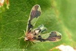 Sugarcane Derbid-Planthopper (Pyrrhoneura saccharicida)
