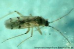 What Am I? Click to display answer!