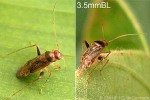 Humpback Bug (Lygus flavoscutellatus)