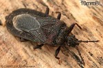 Mezira membranacea