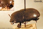 Enlarged Image of 'Plaesius javanus'