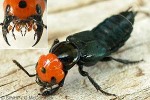 Devil's Coach-horse (Creophilus erythrocephalus)